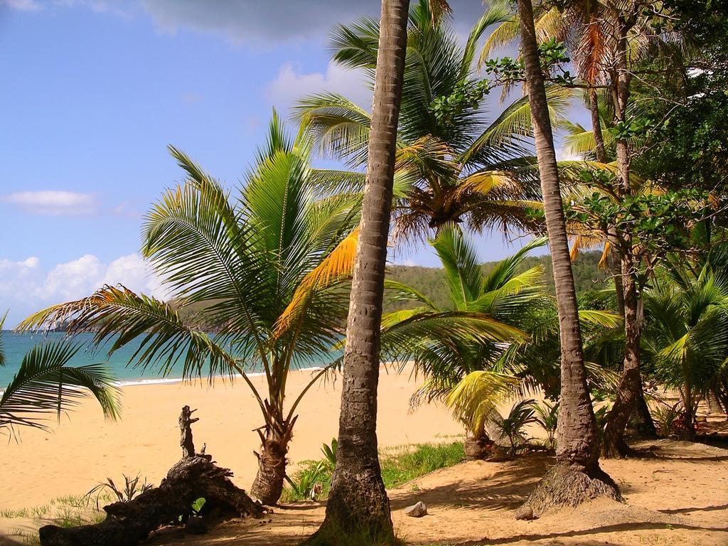 Mangoplaya Villa Deshaies Buitenkant foto
